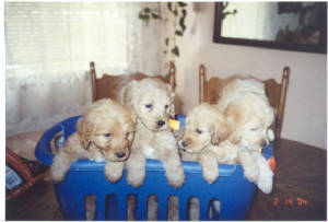 basketopuppies.jpg