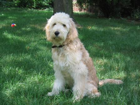 bailey7mos2.jpeg