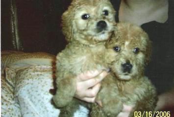dogs2.jpeg